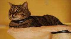 Caracteristici și coliere de feline funcționale cu gps